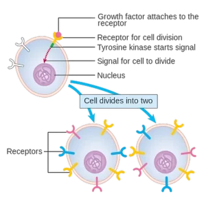 Infographic on growth factors