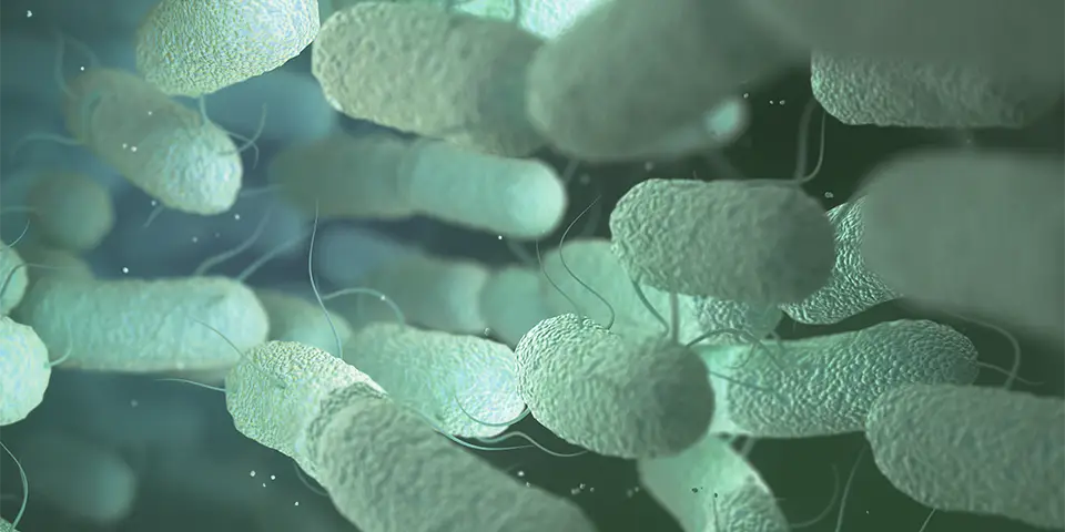 Image for the perfusion bioreactor blog showing a close-up of a group of bacteria, showing their cell shape and structure.