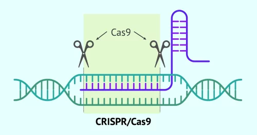 Infographic explaining the CRISPR-Cas9 System