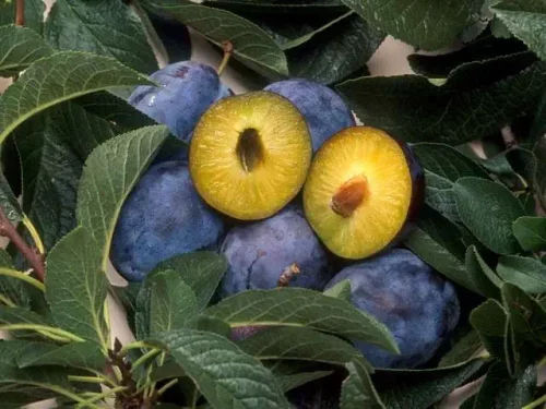 It is a genetically modified foods, plums called C5 that contain a gene that makes them very resistant to plum pox virus