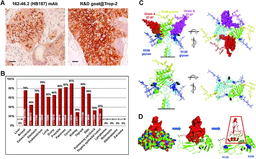 The Trop-2 protein target in cancer. A